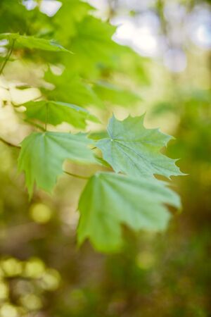 Green leaves growing in on the trees background. Early spring time