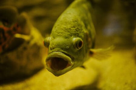 Sea life: exotic tropical coral reef fishの写真素材