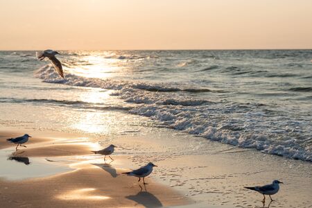 Sunset on the baltic sea with seagulls. Summer time. Golden hour.の写真素材