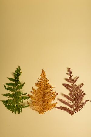 Autumn fern leaves isolated on yellow background with copy space. Horizontal orienattion. Minimalistic style. View from above.の写真素材
