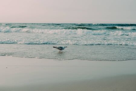 Sunset on the baltic sea with seagulls. Summer time. Golden hour.の写真素材