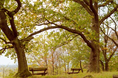 Bench in autumn park. Autumn landscape. Viewpointの写真素材