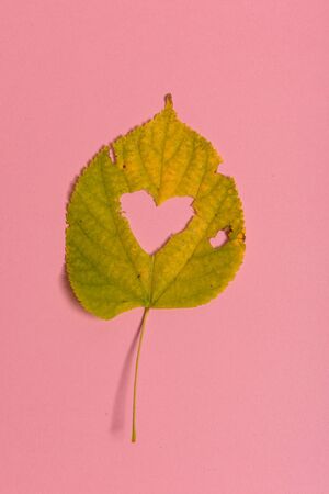 Background group autumn orange, green, yellow and brown leaves. with the heart shape cut out in the middle on pink background. Studio shoot. View from above. Horizontal orientation. Copy space.の写真素材