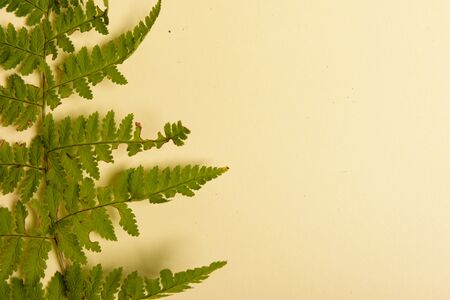 Autumn fern leaves isolated on yellow background with copy space. Horizontal orienattion. Minimalistic style. View from above.の写真素材