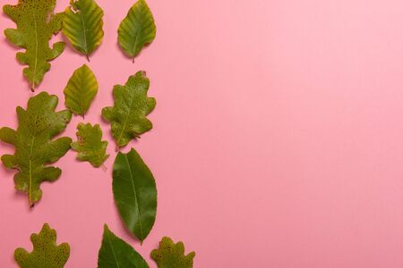 Background group autumn orange, green, yellow and brown leaves. with the heart shape cut out in the middle on pink background. Studio shoot. View from above. Horizontal orientation. Copy space.の写真素材