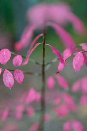 Autumn pink Leaves in the forest. Shallow depth of fieldの写真素材