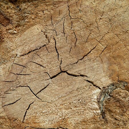 Background of dry chopped firewood logs stacked up on top of each other in a pile.の写真素材