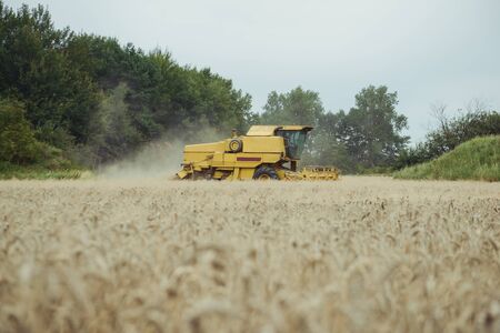 Combine harvesting wheat. Sumemr time. Agriculture background with copy space.の写真素材