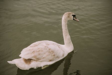 White swans on the lake. View from distance using wide angle lensの写真素材