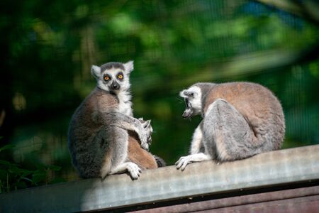 Two lemurs with tails up they go in front of each other. Spring seasonの写真素材