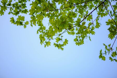 Green leaves growing in on the trees background. Early spring timeの写真素材