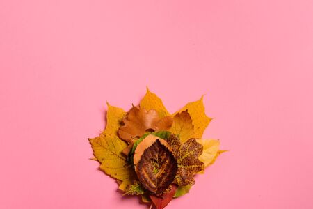 Background group autumn orange, green, yellow and brown leaves. with the heart shape cut out in the middle on pink background. Studio shoot. View from above. Horizontal orientation. Copy space.の写真素材
