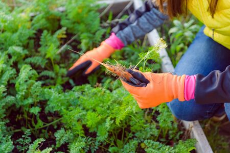 Farmer holds carrots in his hands. Collecting harvest: orange carrot in hands of female farmer. Close-up of carrots harvested from the garden. Concept of healthy eating.の写真素材