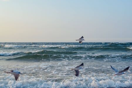 Sunset on the baltic sea with seagulls. Summer time. Golden hour.