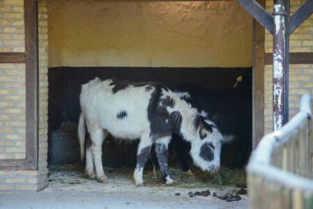 goat resting on the ground on sunny day in the farm.の写真素材