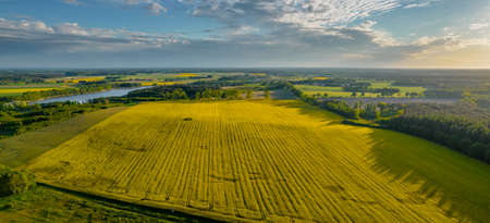 Drone photo of the bright green wheat field separated by the road. There is a tree by the road. aerial view. beautiful minimalist wallpaper.の写真素材
