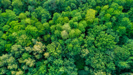 aerial view of green forest from top. drone photographyの写真素材