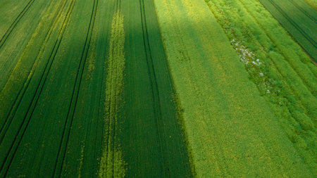 Drone photo of the bright green wheat field separated by the road. There is a tree by the road. aerial view. beautiful minimalist wallpaper.の写真素材