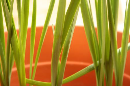 green plant in the pot on a white backgroundの写真素材
