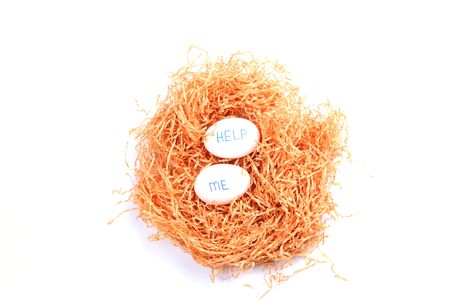 on a white background is a nest with eggsの写真素材
