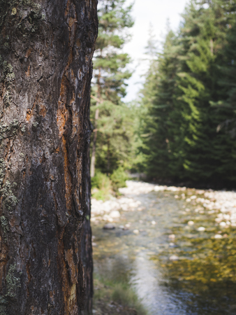 forest scenery