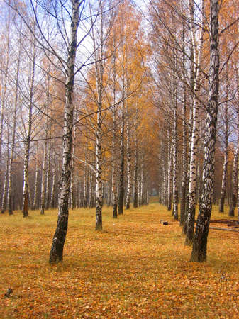 autumn birch in the parkの写真素材
