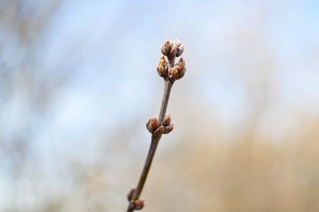A growing tree bud during Springの写真素材
