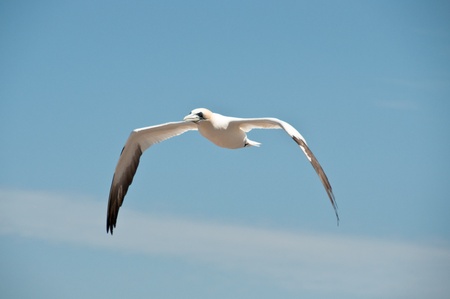 Northern gannet flying under a blue skyの写真素材
