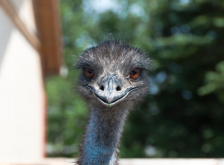head of an ostrich looking forwardの写真素材