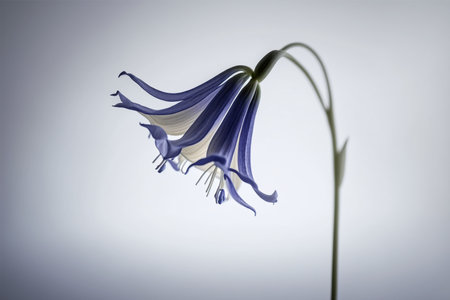 Blue flower on a white background. Close-up. Selective focus.の素材
