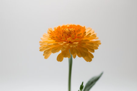 Marigold flower isolated on white background. Calendula officinalis.の素材