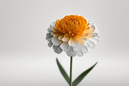 White chrysanthemum flower isolated on a white background.の素材