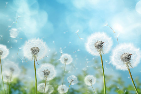 Beautiful dandelion flowers on blurred background. Space for textの素材