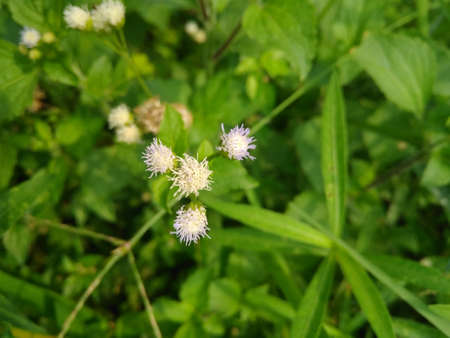 Closeup grass flower photography.  This is a normal grass flower. It is seen everywhere in our country.の写真素材