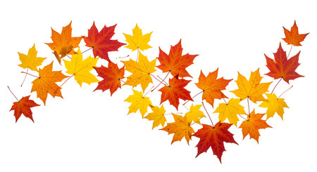 Autumn maple leaves isolated on white background. Seasonal background.の素材