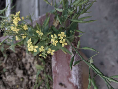 Rape blossoms in a pot on the terrace of an old houseの写真素材