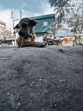 A stray dog lies on the asphalt of the city. The dog is waiting for food.の写真素材