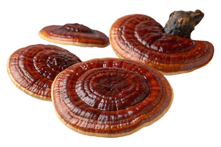 Ganoderma lucidum (Lingzhi mushroom) isolated on white backgroundの素材