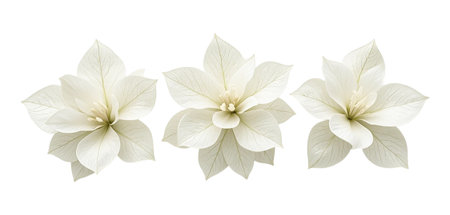 White flower isolated on white background with clipping path and full depth of field.の素材
