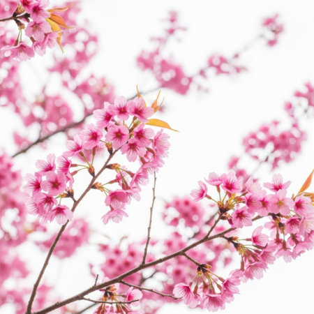 cherry blossom sakura in spring season on white background.の素材