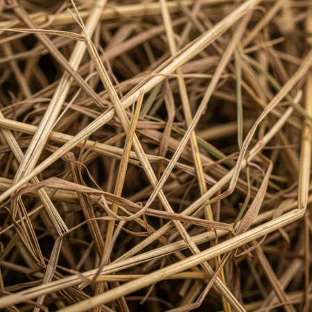 Close up of dry grass texture. Abstract background and texture for design.の素材