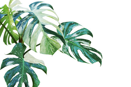 Variegated Leaves of Monstera, Split Leaf Philodendron Plant Isolated on White Background with Clipping Pathの写真素材