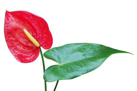 Red Anthurium Flower with Green Leaf Isolated on White Backgroundの写真素材