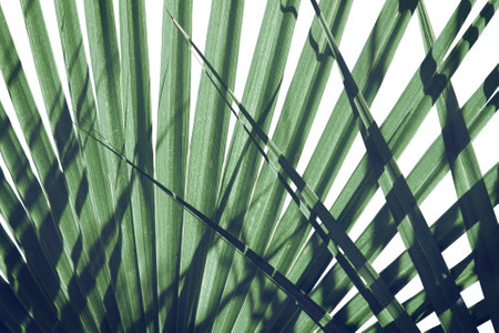 Tropical Foliage Leaves of Palm Tree Natural Pattern Backgroundの写真素材