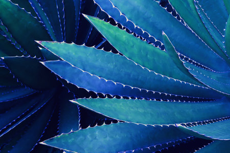 Spiky Leaves of Agave Plant in Blue Tone Colorの写真素材
