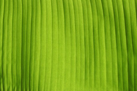 Banana Leaf Texture Backgroundの写真素材