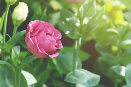 Blooming Purple Lisianthus Flower in the Gardenの写真素材