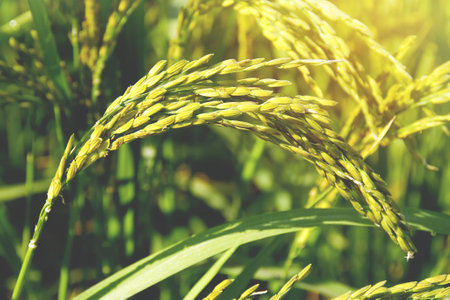 Golden Rice Ears in Rice Fieldの写真素材