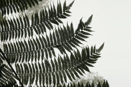 Fern Leaves in a Misty Forestの写真素材