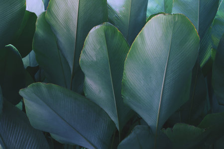 Tropical Leaves of Calathea lutea (Aubl.) G. Mey., Cigar Calathea Plant in Blue Tone Color Natural Pattern Backgroundの写真素材